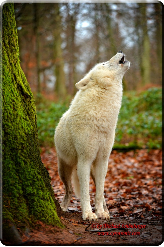 Foto Michael Schönberger - Polarwölfe - Wolfspark Werner Freund